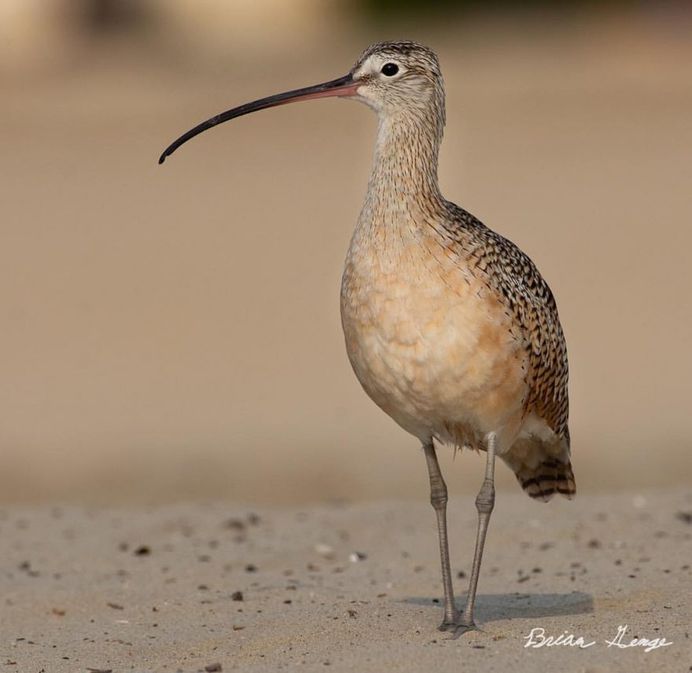 #your_best_birds: Beautiful Birds Photography by Brian Genge