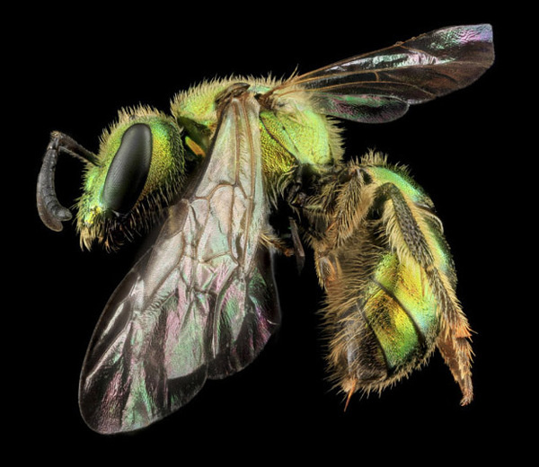 Awesome Macro Insect Shots #wasp #close #bee #insect #photography #animal #up #wings #macro #beauty