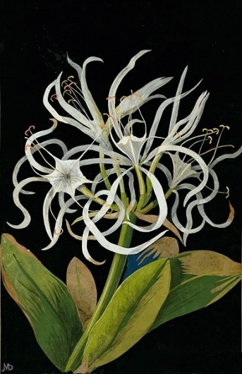 DESIGN - T Magazine Blog - NYTimes.com #flower #illustration