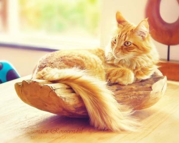 Cats Photography by Tamara Rouwendal #photography #cats