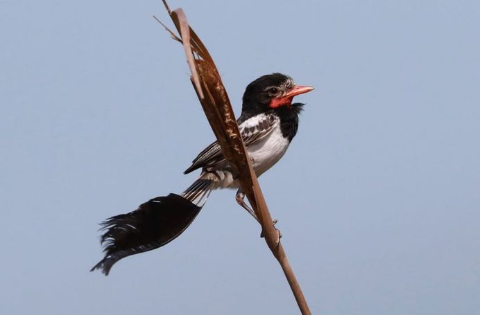 #planetbirds: Incredible Bird Photography by Lindolfo Vieira Souto