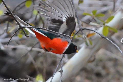 Trogons in Southern Arizona – wildbirdsonline