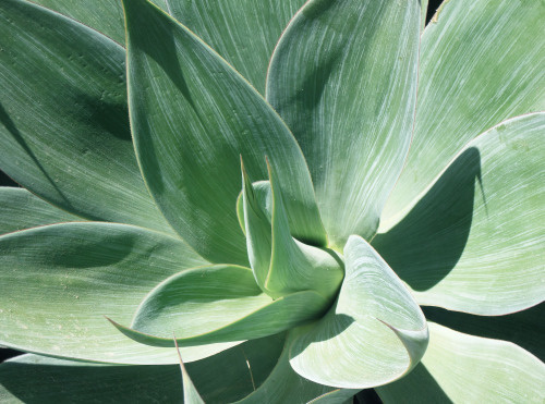 plant