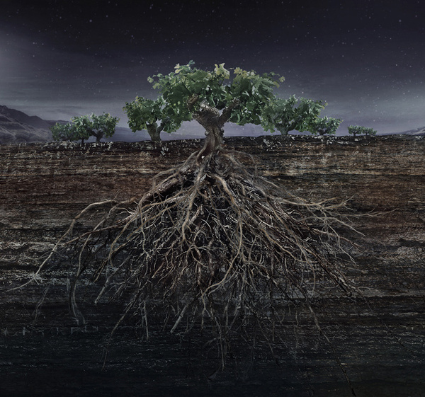 garnachas de espana. destacado. www.moruba.es #tree #bottle #packaging #wine #illustration #roots