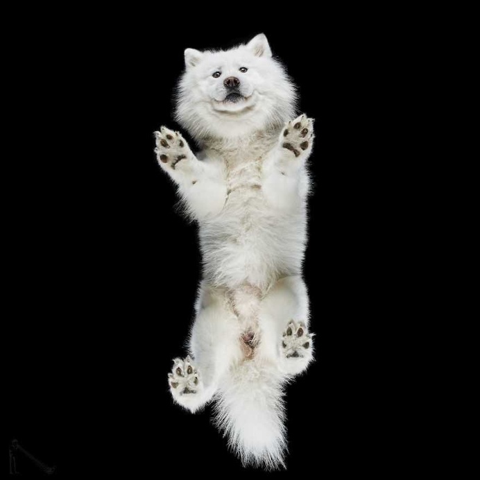 Under-Dogs: Dogs Pictured from Underneath by Andrius Burba