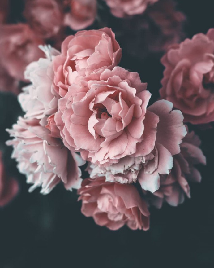 Beautiful Macro Flowers Photography by Tasha Tajdel