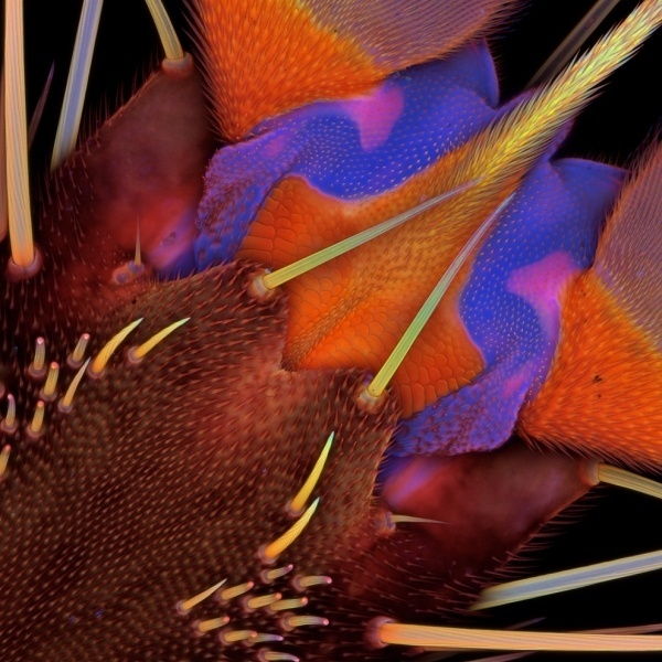 Extraordinary Microscope Photographs - The Big Picture - Boston.com #photography #microscope