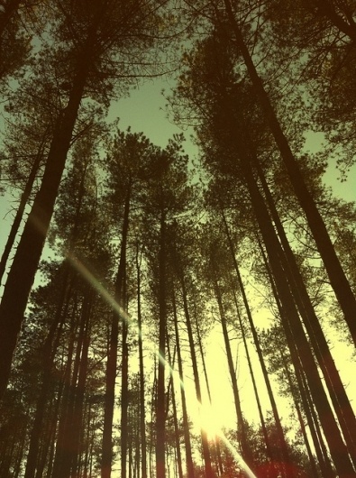 Untitled | Flickr - Photo Sharing! #photo #photography #summer #colour #trees