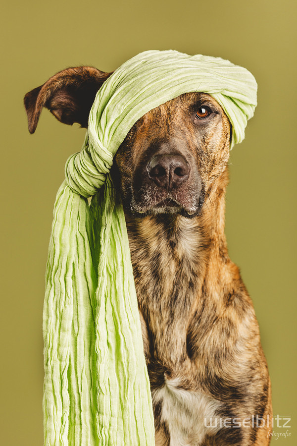 Photograph Pirate in Green by Elke Vogelsang on 500px #dog #bandanna #canine #photography #portrait #animal #pirate #green