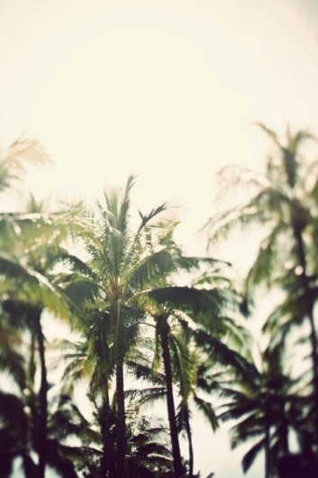 Palm trees in the light | Murray Mitchell #inspiration #photography #palms