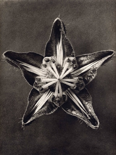 karl-blossfeldt05_15.jpg (JPEG Image, 450 × 603 pixels) - Scaled (98%) #flower #point #five #open