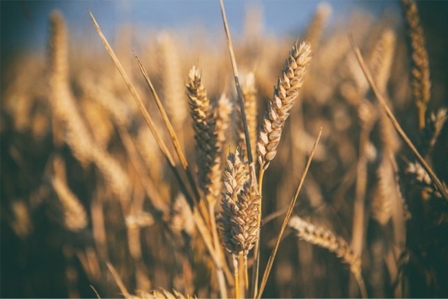 Wheat Field