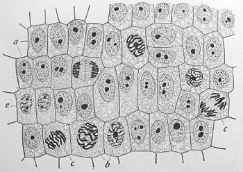 The human cell, via Wikipedia #cell #science #biology