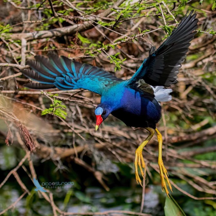Birds of Florida: Fabulous Bird Photography by Andrea Pico Estrada