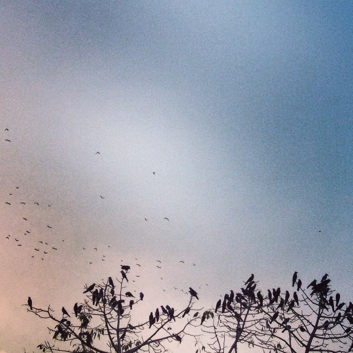 www.infectedgallery.com #birds #tree #evening