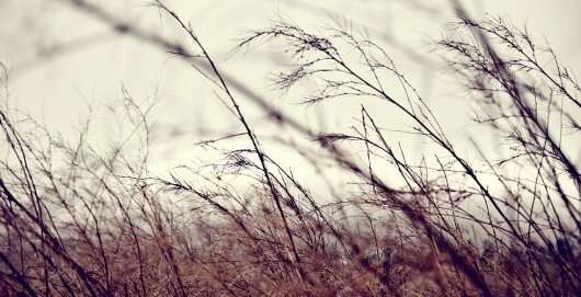 Ariel Nay Nebeker / I'm Not a Photographer, I'm a Designer with a Camera™ #sway #photography #field