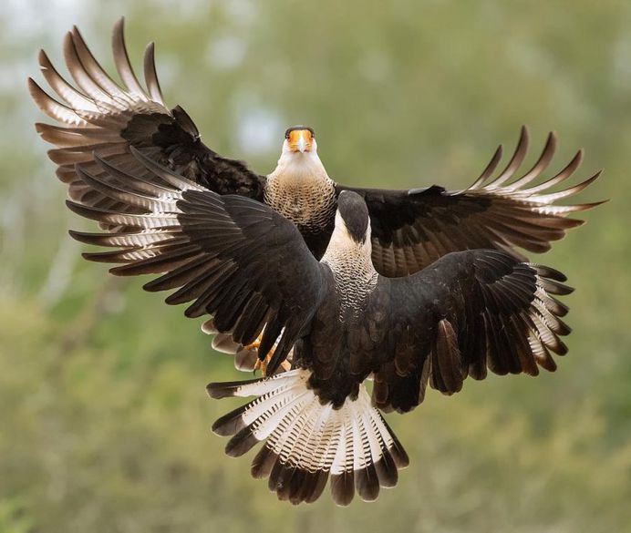#bird_brilliance: Fascinating Bird Photography by Hector Astorga