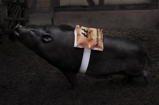 S L A N T E D - Portfolio #slanted #pig #swim