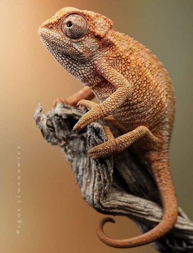 Astounding Chameleon Photography