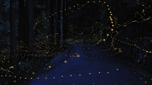 Magical Long-Exposure Firefly Photos Go Viral | Raw File | Wired.com #firefly