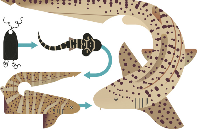 illustration