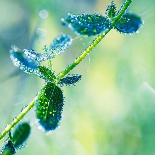Macro Photography by Magda Kołakowska » Creative Photography Blog #inspiration #photography #macro