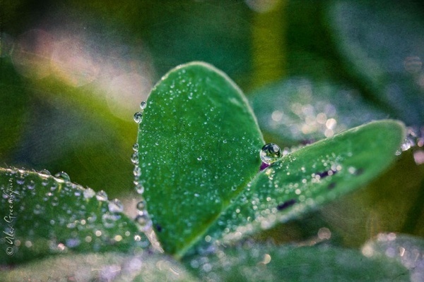 Photography by Alex Greenshpun #inspiration #photography #macro