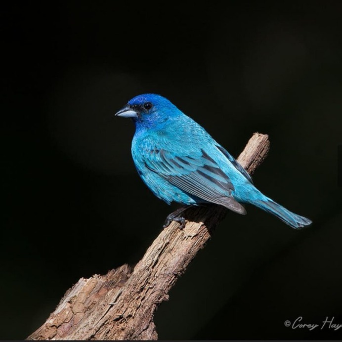 Amazingly Beautiful Birds Photography by Corey Hayes