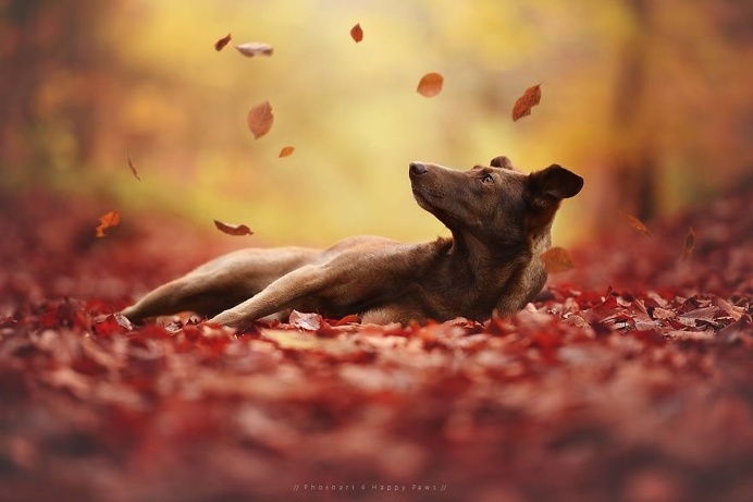 Photographer Captures Soulful Portraits Of Dogs In Austrian Wilderness #dog #animals #photography #portrait