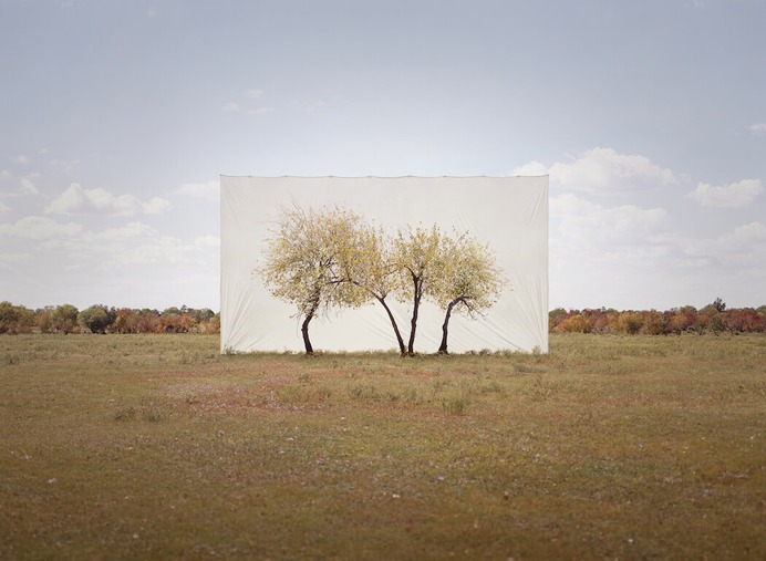 Framed Trees in South Korea by Myoung Ho Lee