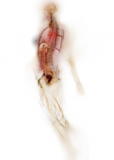 tumblr_lz5413pMWn1qz6f9yo1_500.jpg (499×699) #body #anatomy #translucence