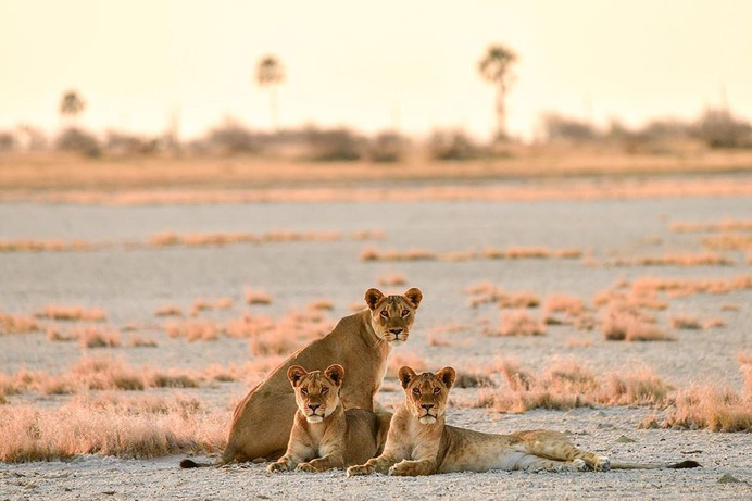 Astonishing Wild Animals Photography in Africa by Steven Dover