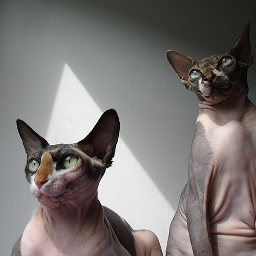 Build - Modernism in the UK™ - 18.10 #build #we #cat #sphynx #are
