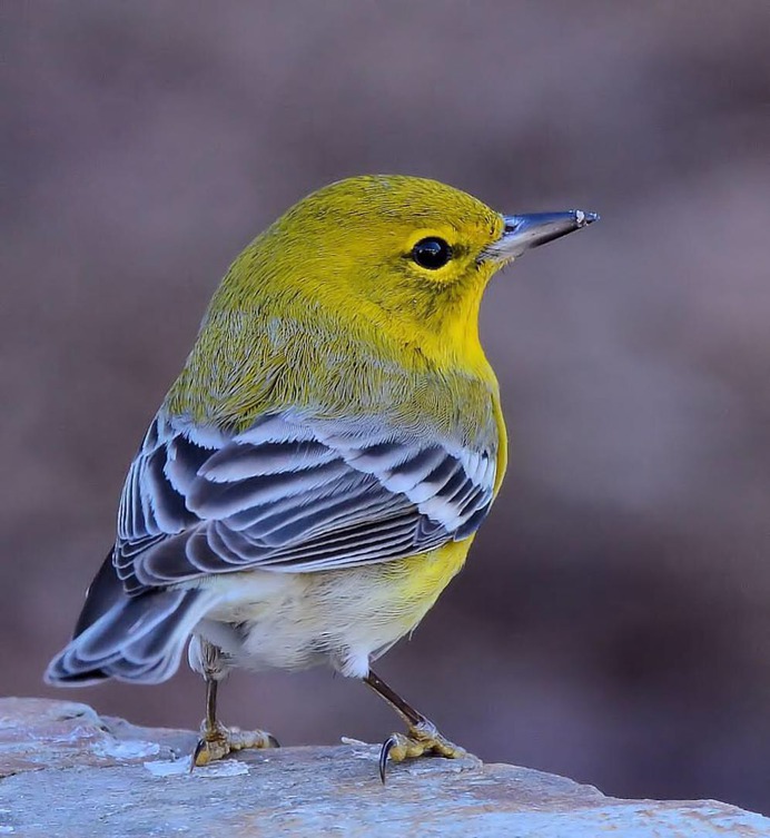 #nuts_about_birds: Beautiful Birds Photography by Shelia Rudesill