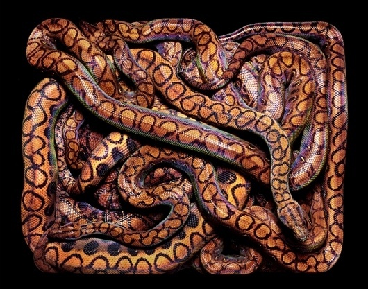 SERPENS #snakes #serpens #box
