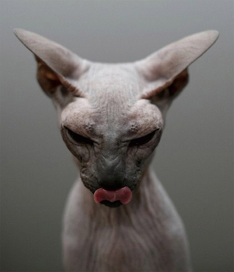 Sphynx at iainclaridge.net #photography #cat