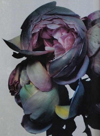 Gold Dust Women #flower