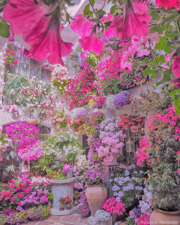 Fabulous and Colorful Flower Photography by Tatsuya Kurisu