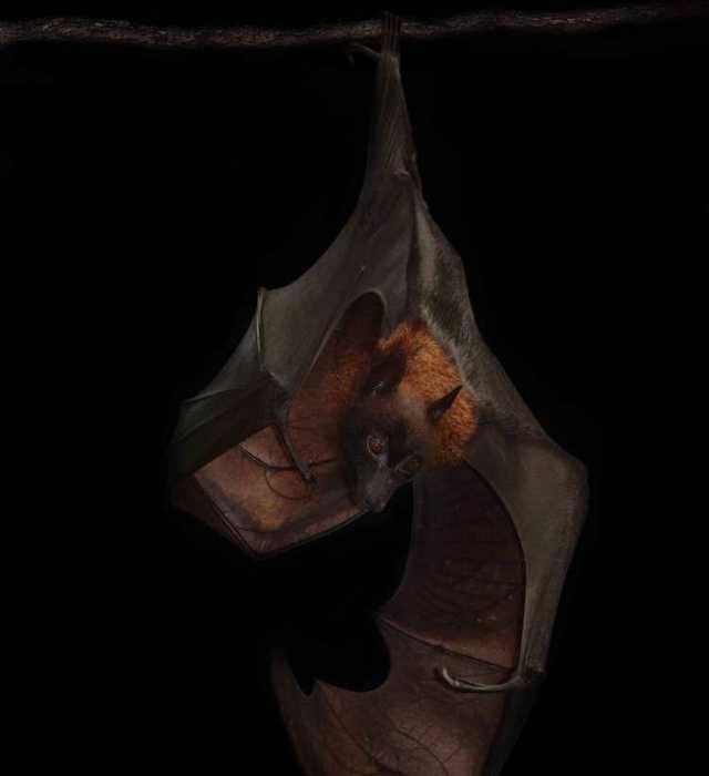Nocturnal Animals by Traer Scott #inspiration #photography #animal