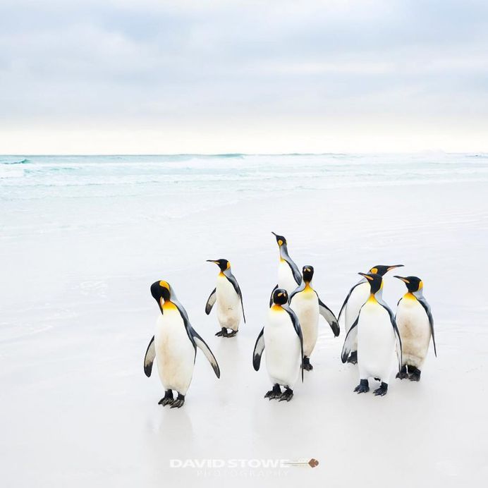 Breathtaking Wildlife Bird Photography by David Stowe