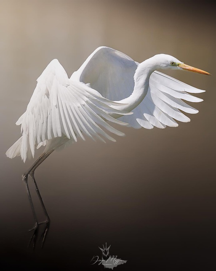 #birds_adored: Wonderful Birds Photography by Diego Maffina