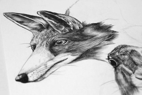 ©LaraBispinck #illustration #animal #fox #realistic