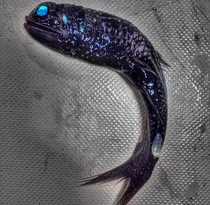Russian Deep-Sea Fisherman Roman Fedortsov Photographs His Terrifying Catches