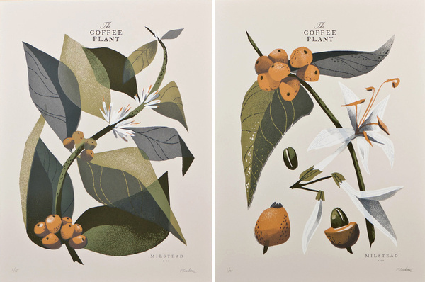 THE COFFEE PLANT Two 5 color screenprints 18 #chris #turnham #illustration #coffee #plant
