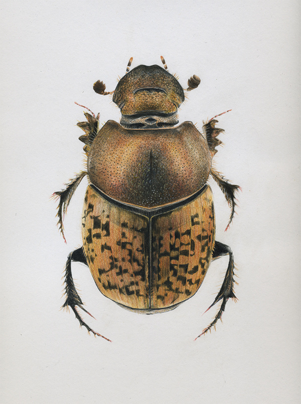 Beetles on Behance #bug #drawing #beetle #illustration #brown #drawn #pencil #hand