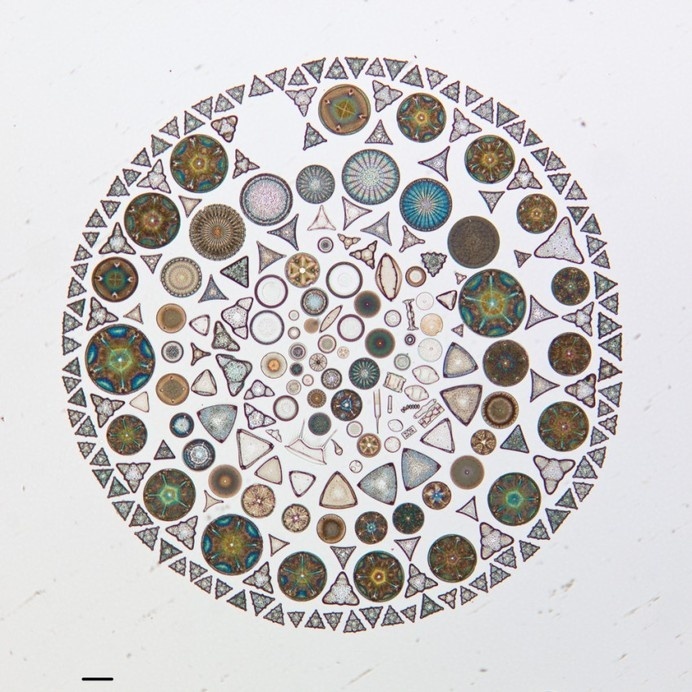 We are all in this together. - Synaptic Stimuli #sciences #biology #of #academy #microscope #art #california