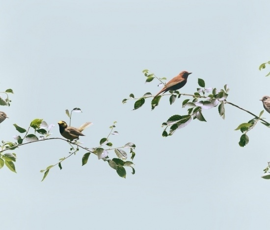 Angell Gallery | artists | Andrew B. Myers | Flora and Fauna #birds