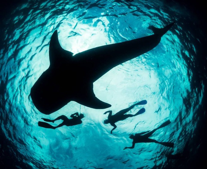 Majestic Underwater Shark Photos by Simon J Pierce