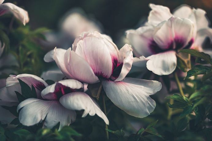 #splendid_flowers: Fantastic Flowers Photography by Elena Shavlovska