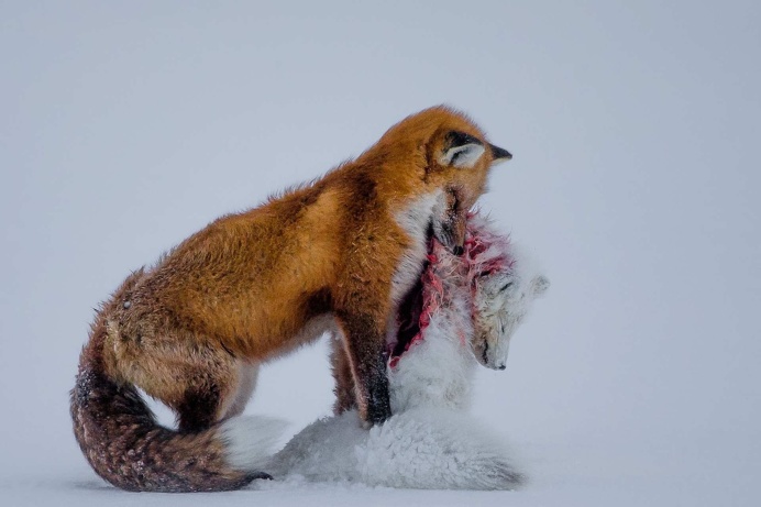 Wildlife Photographer of The Year 2015 Winners